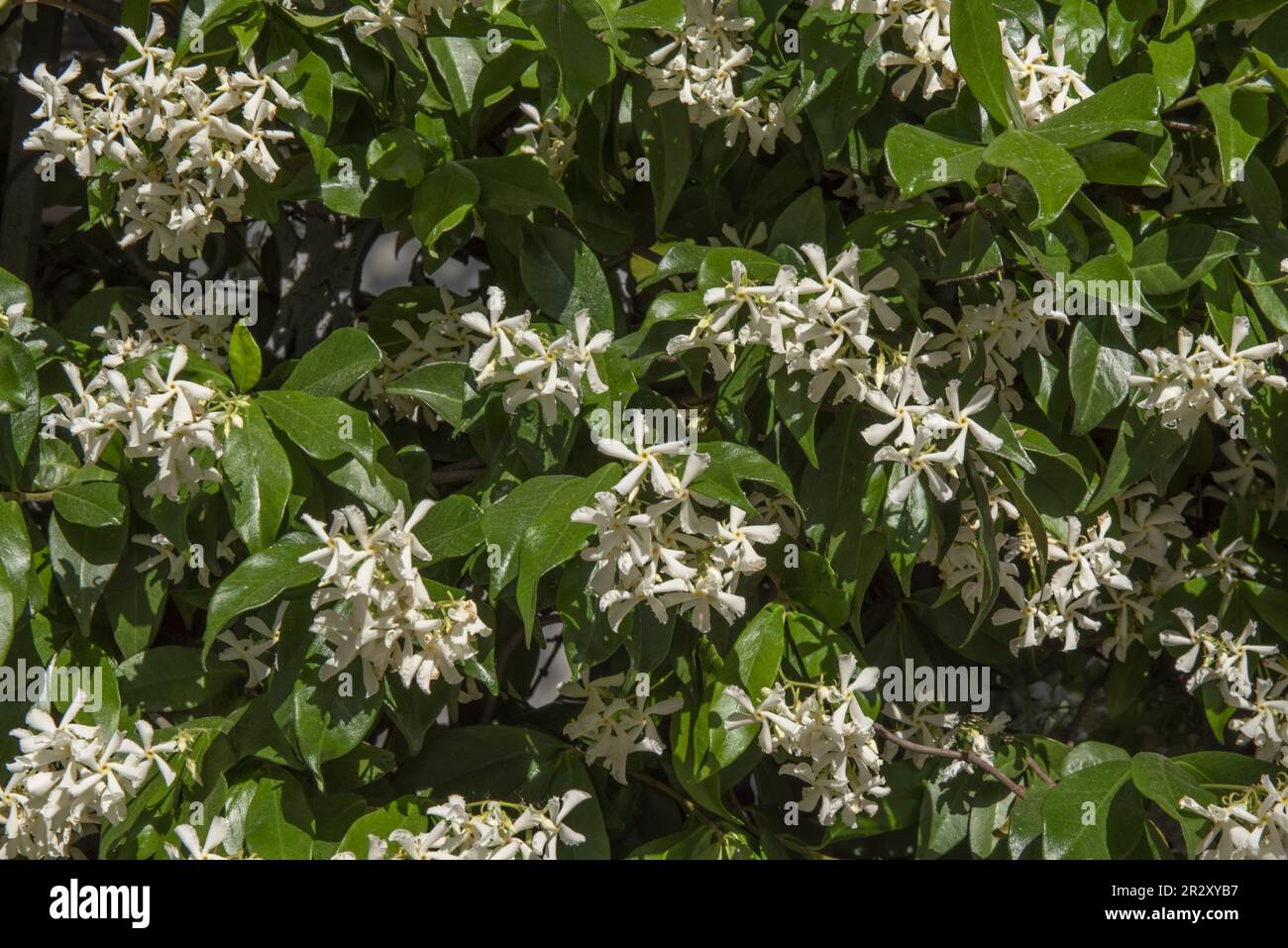 A hedge full of flowers in an urban garden with lots of green leaves Stock Photo