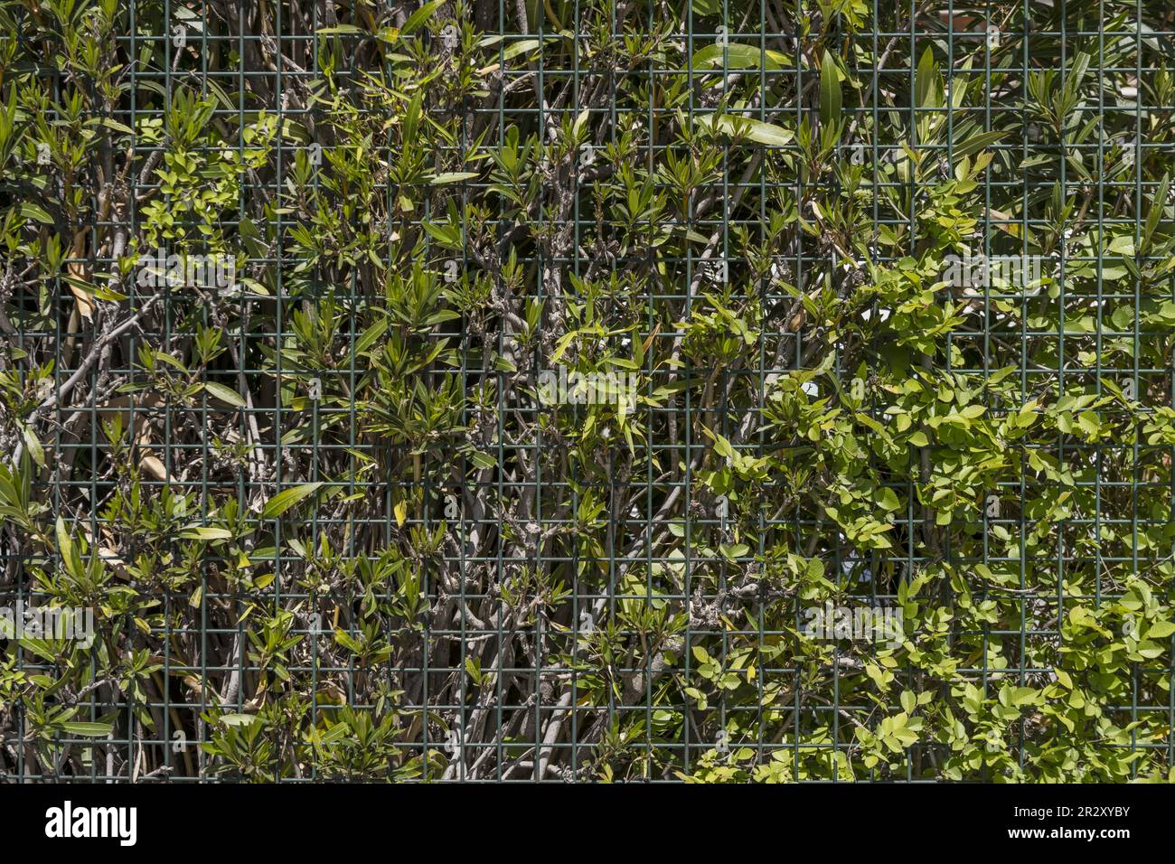 A green metal fence with lots of plants and vines Stock Photo - Alamy