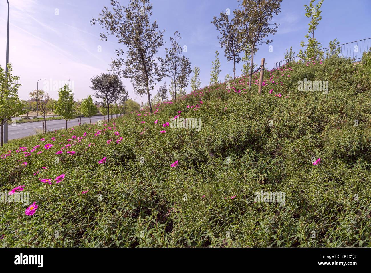 Slope of an urban park with young trees covered with flowering rockrose