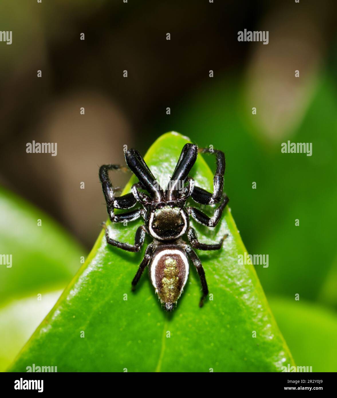 Jumping Spider (Messua limbata) on Indian hawthorn leaves, dorsal view. This arachnid species is found in the southern USA and Mexico. Stock Photo