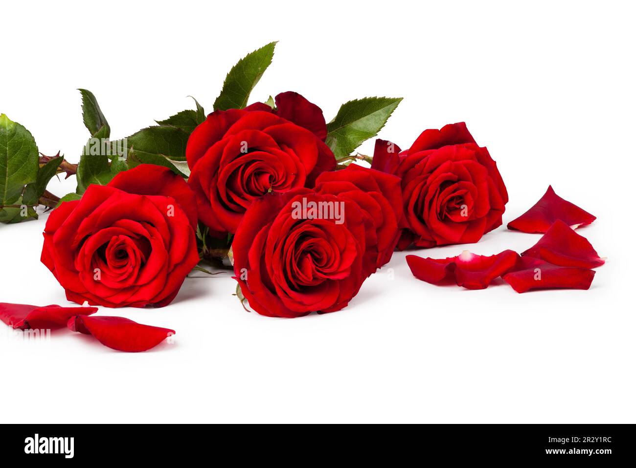 red rose isolated on white background Stock Photo - Alamy