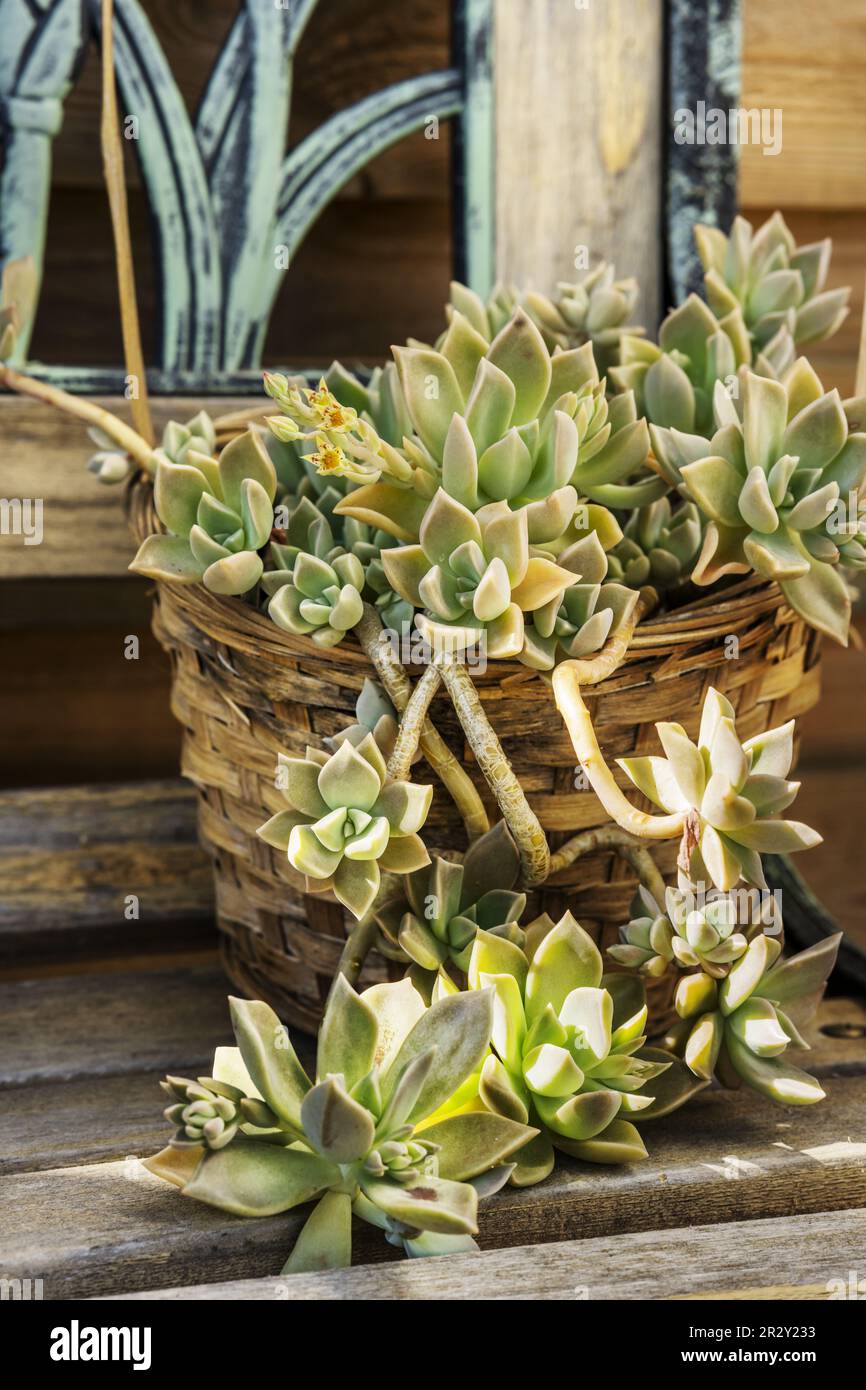 aquatic plant pots Aquatic Lily Planter