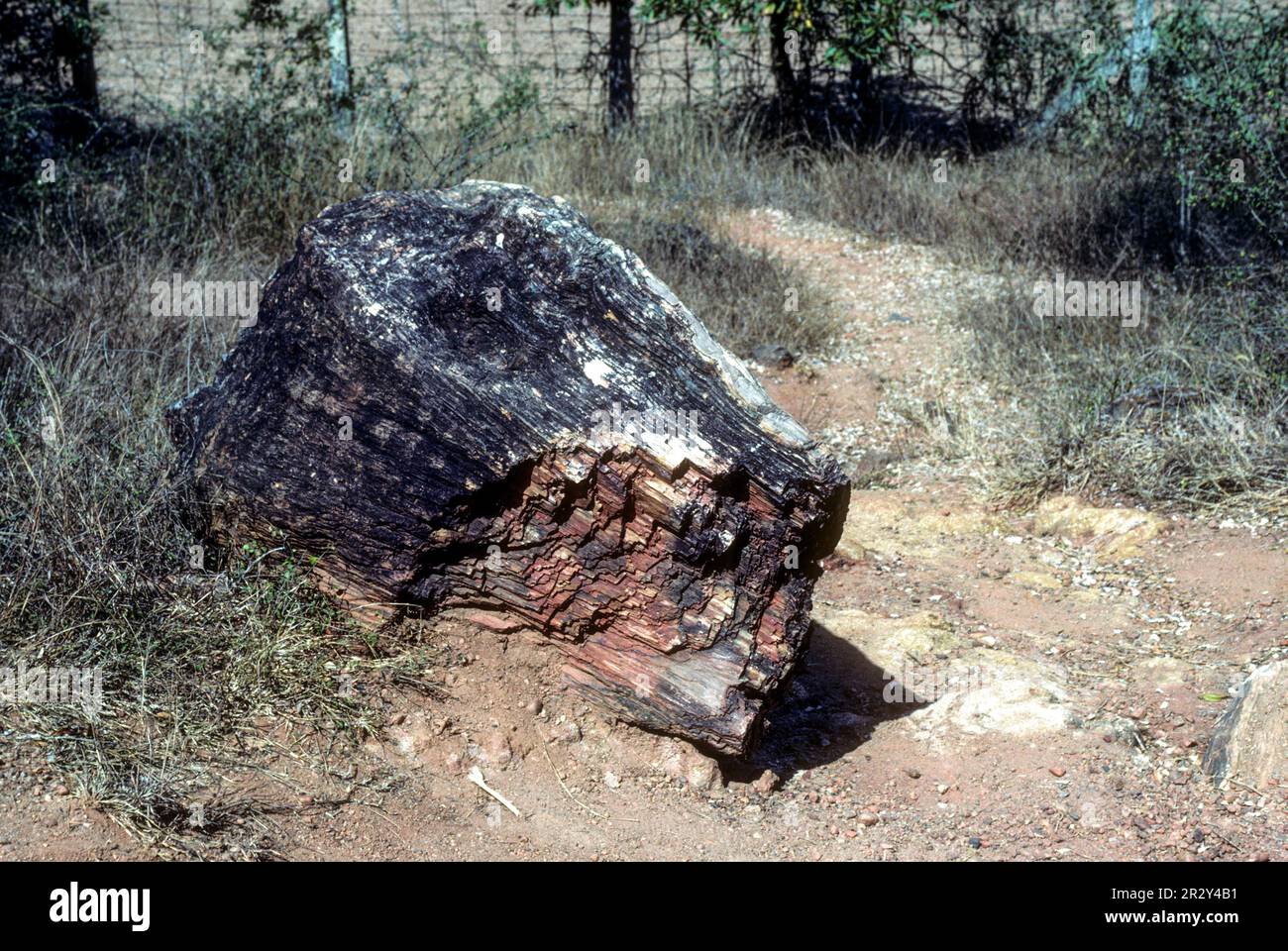 20 million years old piece of Fossil Tree in National Fossil Wood Park