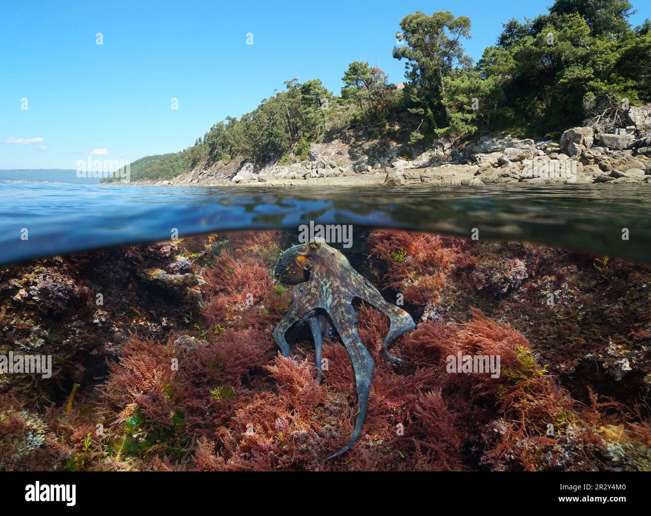 Octopus underwater in the ocean and Atlantic coastline, split level view over and under water surface, Spain, Galicia, Rias Baixas Stock Photo