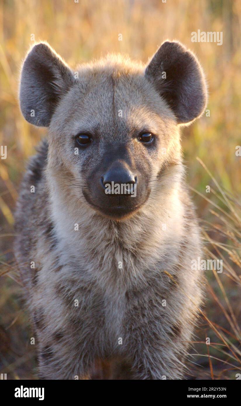 Spotted Hyena (Crocuta crocuta) adult, close-up of head, Kruger N. P. Mpumalanga, South Africa Stock Photo