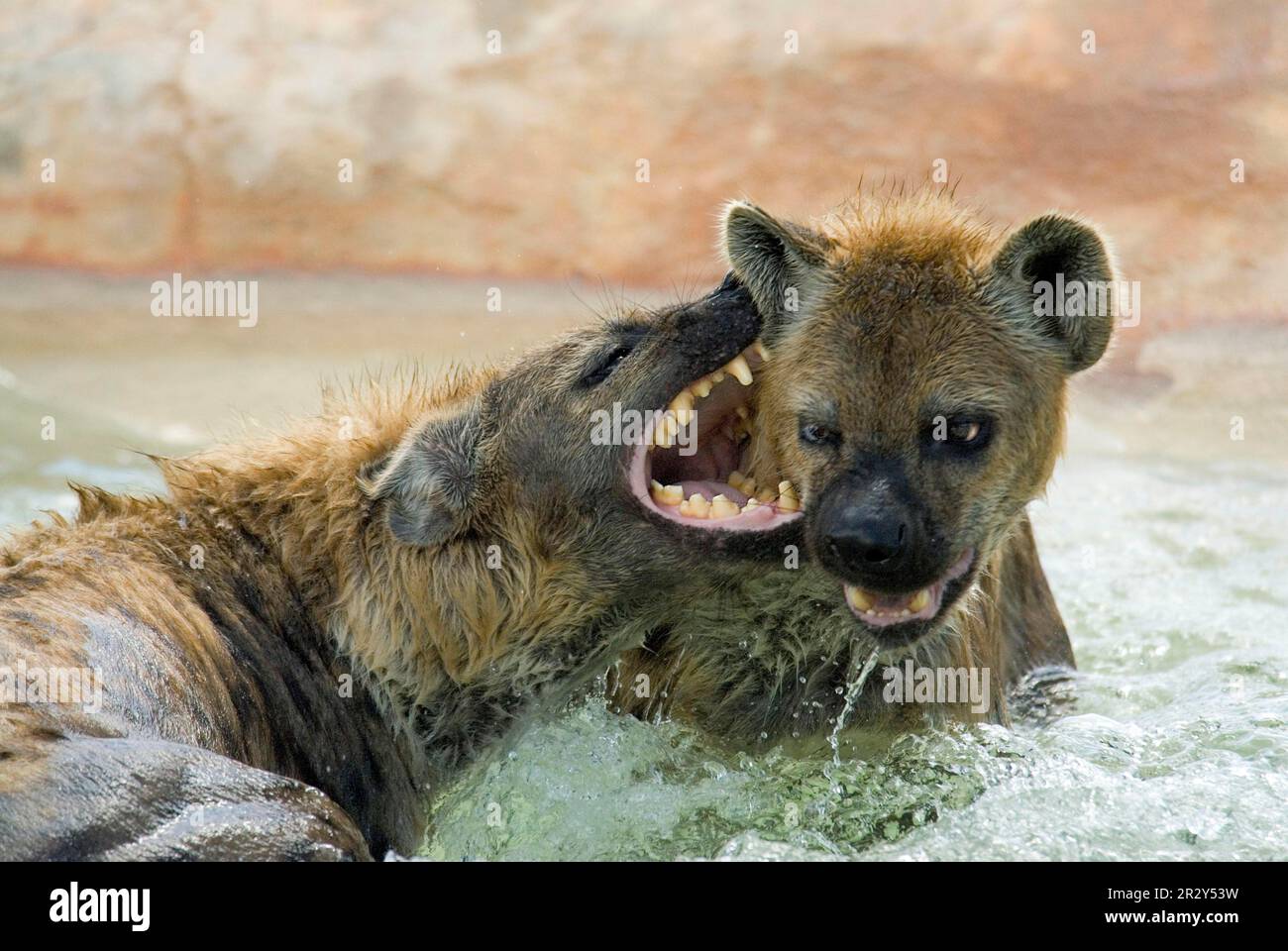 Hyena Fight