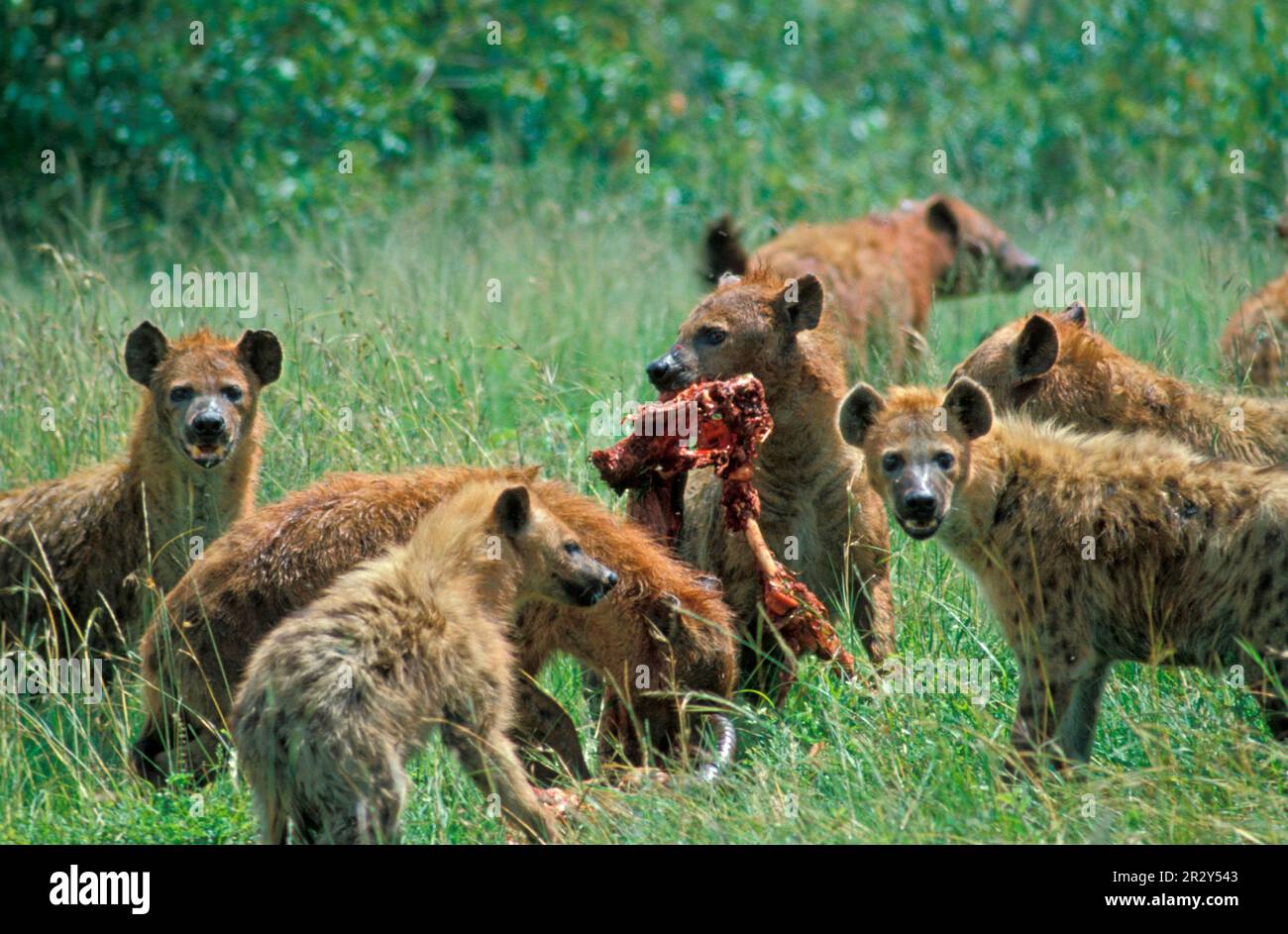 Spotted hyena, spotted hyenas (Crocuta crocuta), hyena, hyenas, canines