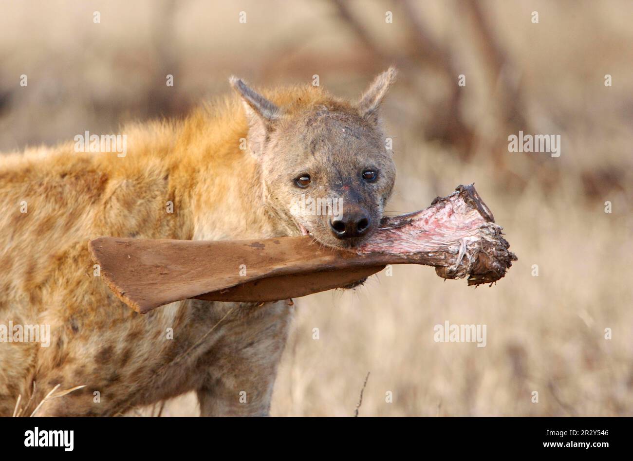 Spotted Hyena (Crocuta crocuta) adult, feeding on giraffe bone, Kruger