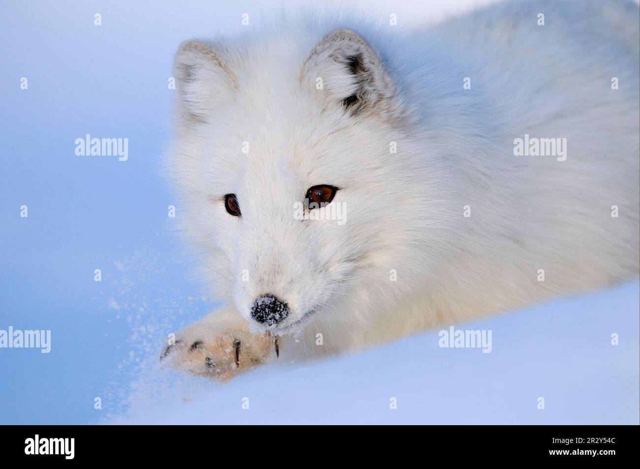 Arctic fox (Alopex lagopus) adult, white fur, close-up of head, running in snow (in captivity), February, Norway Stock Photo