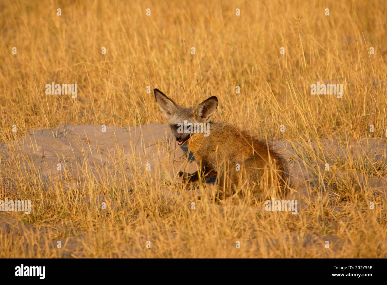 Bateared fox, Bateared fox Adult, Okavango, Botswana, bateared foxes