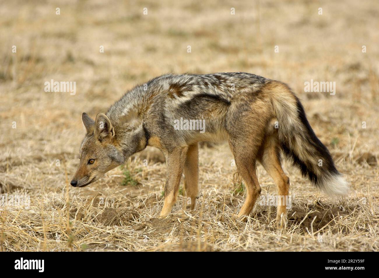 Sidestriped jackal (Canis adustus), Striped Jackal, Jackal, Jackals