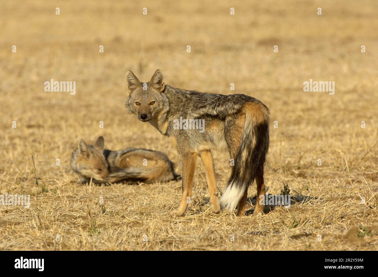 Sidestriped jackal (Canis adustus), Striped Jackal, Jackal, Jackals