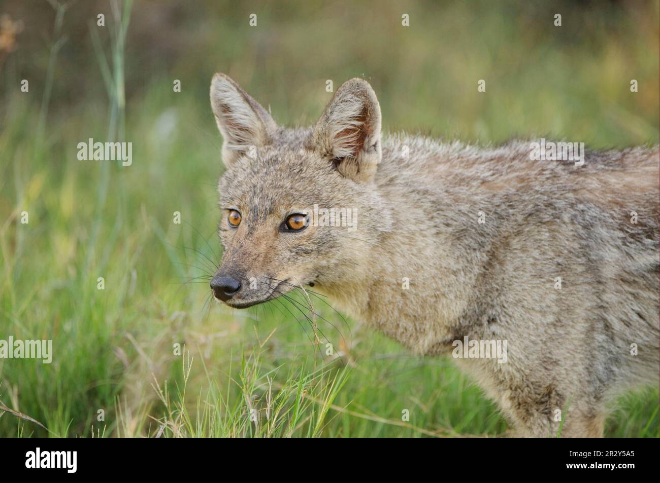 Sidestriped jackal (Canis adustus), Striped Jackal, Jackal, Jackals