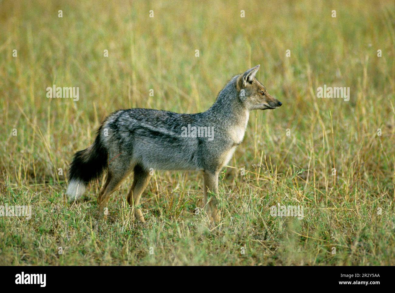 Sidestriped jackal (Canis adustus), Striped Jackals, Jackal, Jackals