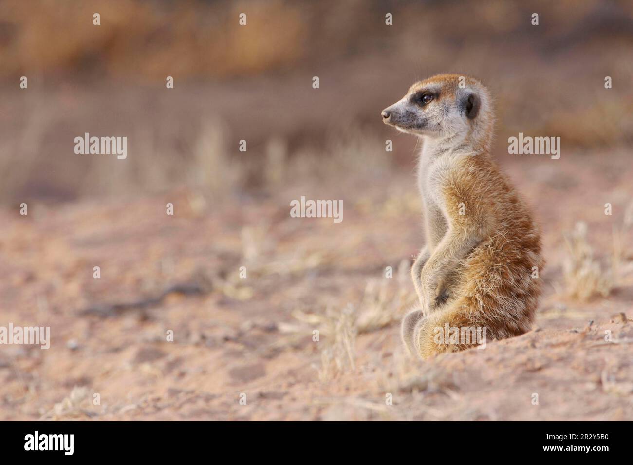 Meerkats (Suricata suricatta) Meerkat, predators, mammals, creeping cats, animals, Meerkat adult, sentinel warming in early sunshine at burrow Stock Photo