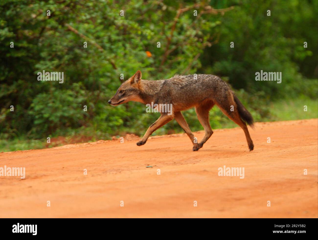 Golden Jackal, golden jackals (Canis aureus), Jackal, Jackals, Canines