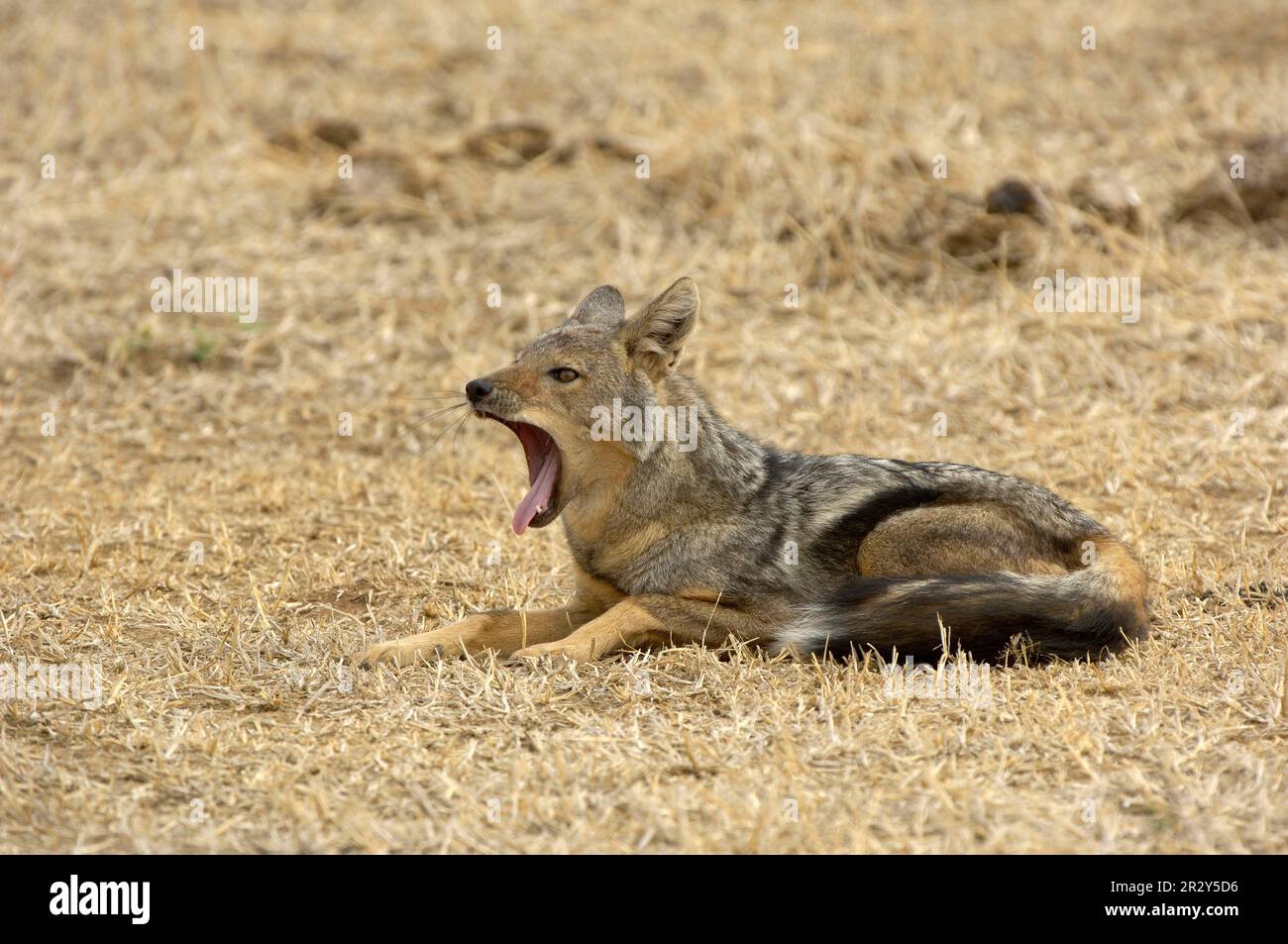 Sidestriped jackal (Canis adustus), Striped Jackal, Jackal, Jackals