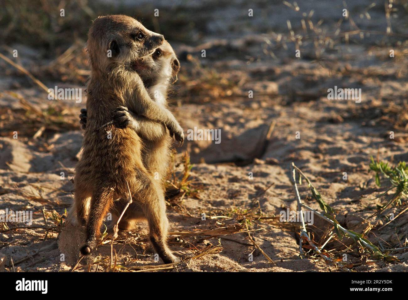 Meerkats Suricata Suricatta Meerkat Predators Mammals Creepers meerkats-suricata-suricatta-meerkat-predators-mammals-creepers