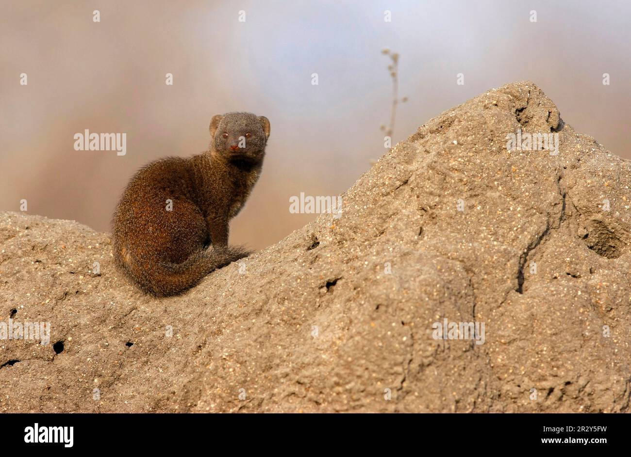 Southern Dwarf Mongoose, dwarf mongooses (Helogale parvula), dwarf