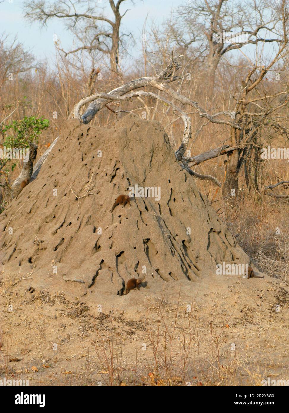 Southern Dwarf Mongoose, dwarf mongooses (Helogale parvula), dwarf