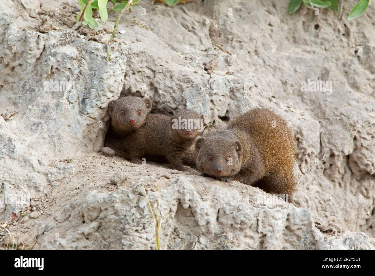 Southern Dwarf Mongoose, dwarf mongooses (Helogale parvula), dwarf