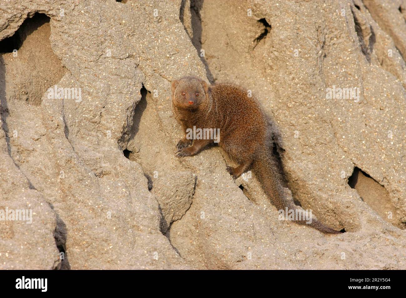 Southern Dwarf Mongoose, dwarf mongooses (Helogale parvula), dwarf