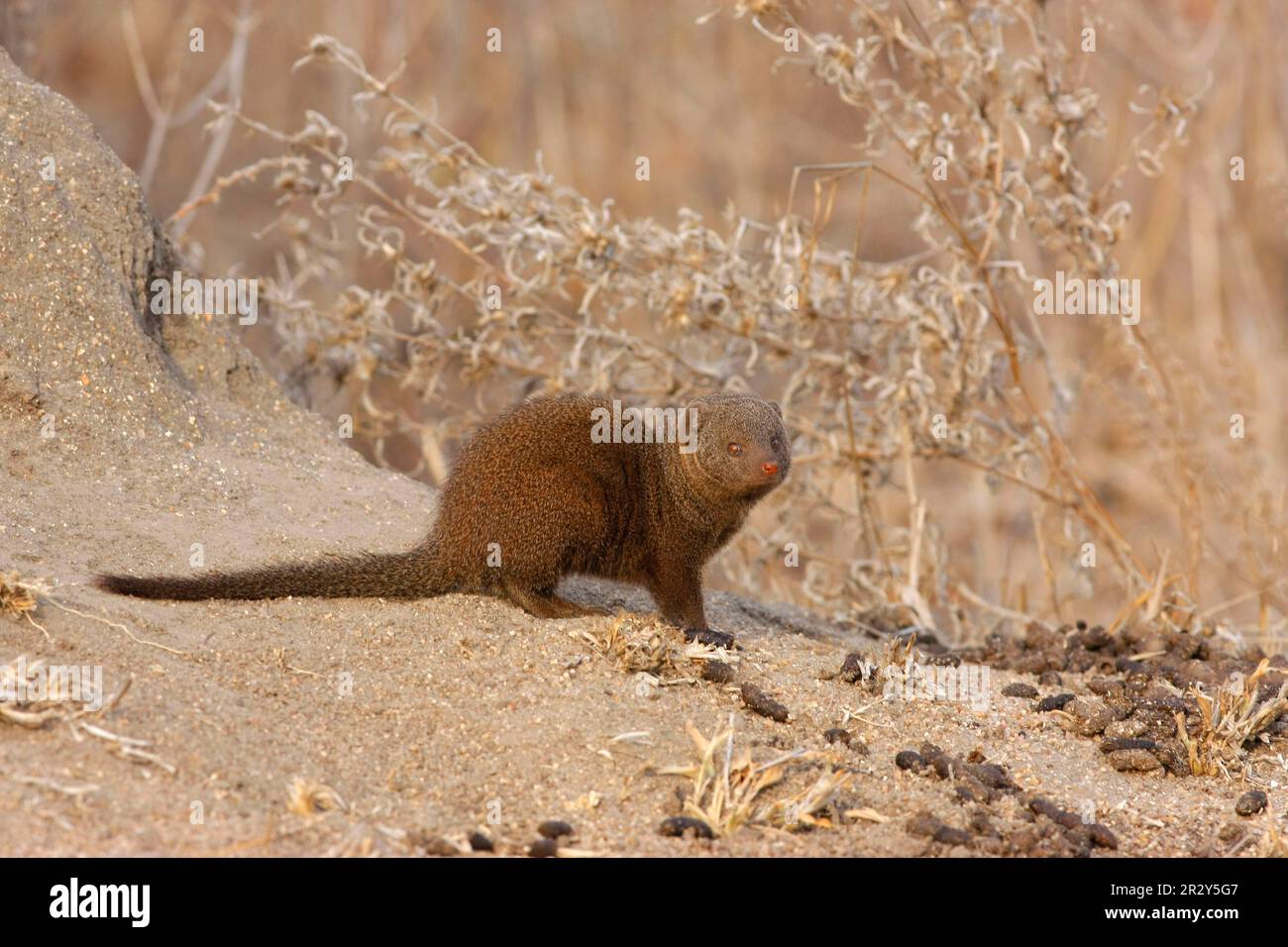 Southern Dwarf Mongoose, dwarf mongooses (Helogale parvula), dwarf