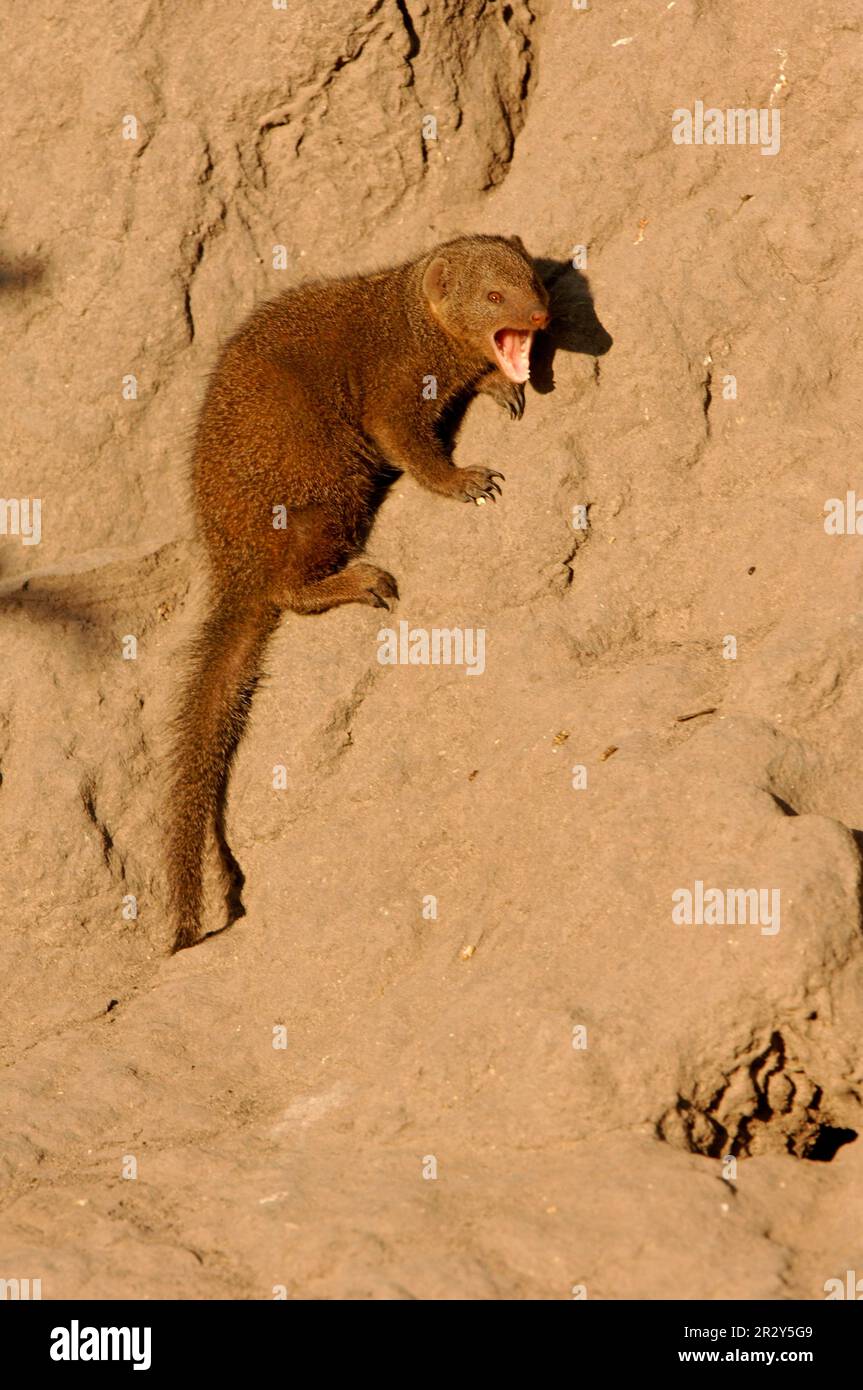 Southern Dwarf Mongoose, dwarf mongooses (Helogale parvula), dwarf