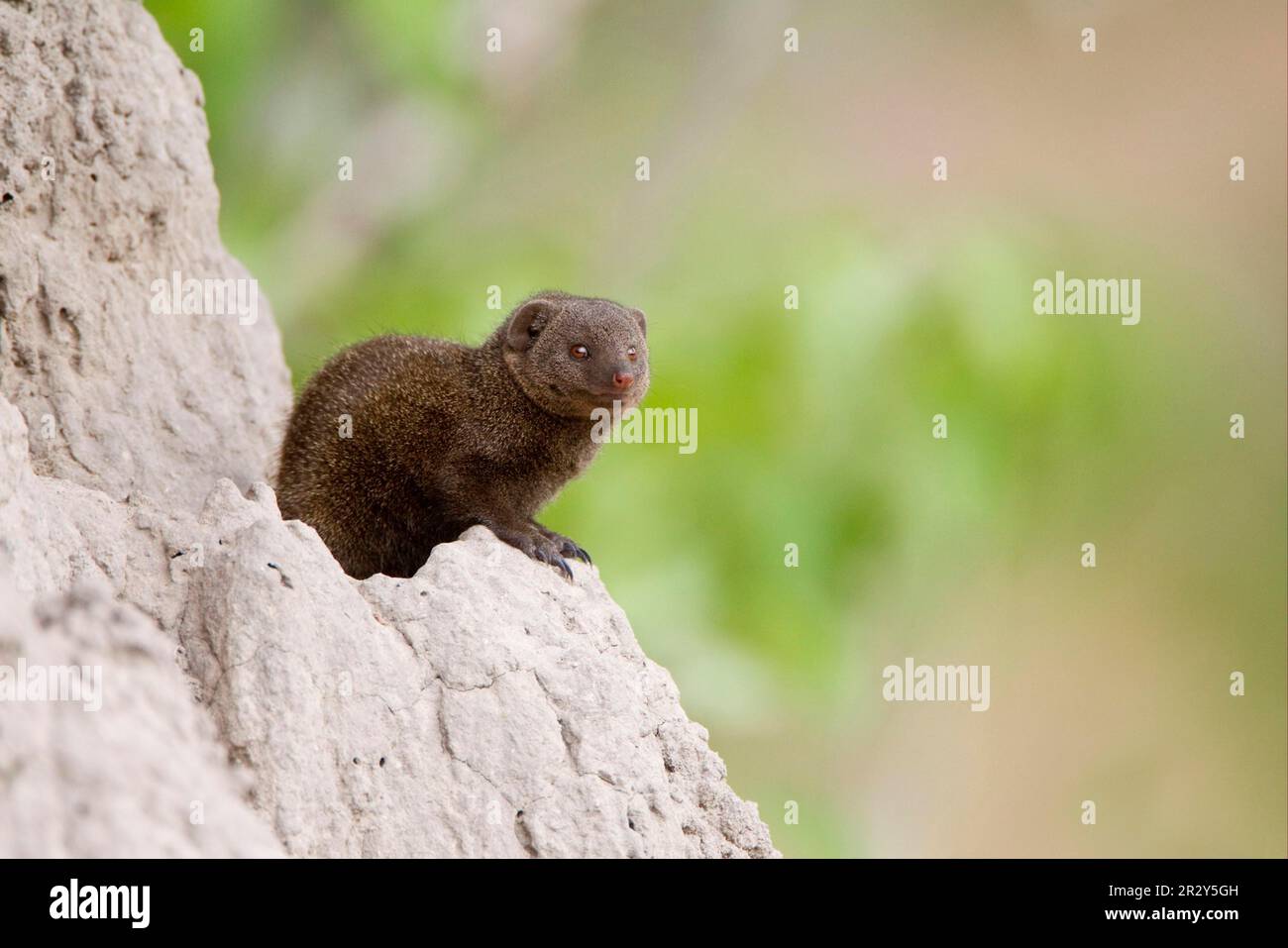 Southern Dwarf Mongoose, dwarf mongooses (Helogale parvula), dwarf