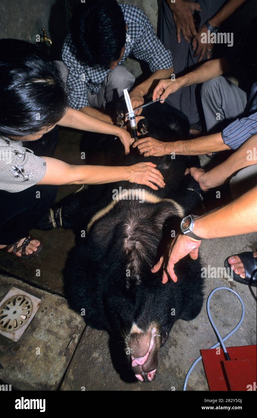 Asian Black Bear (Selenarctos thibetanus) 50ml syringe used to extract bile from gall bladder on bear farm, Hanoi, Vietnam, bile extraction, bile Stock Photo