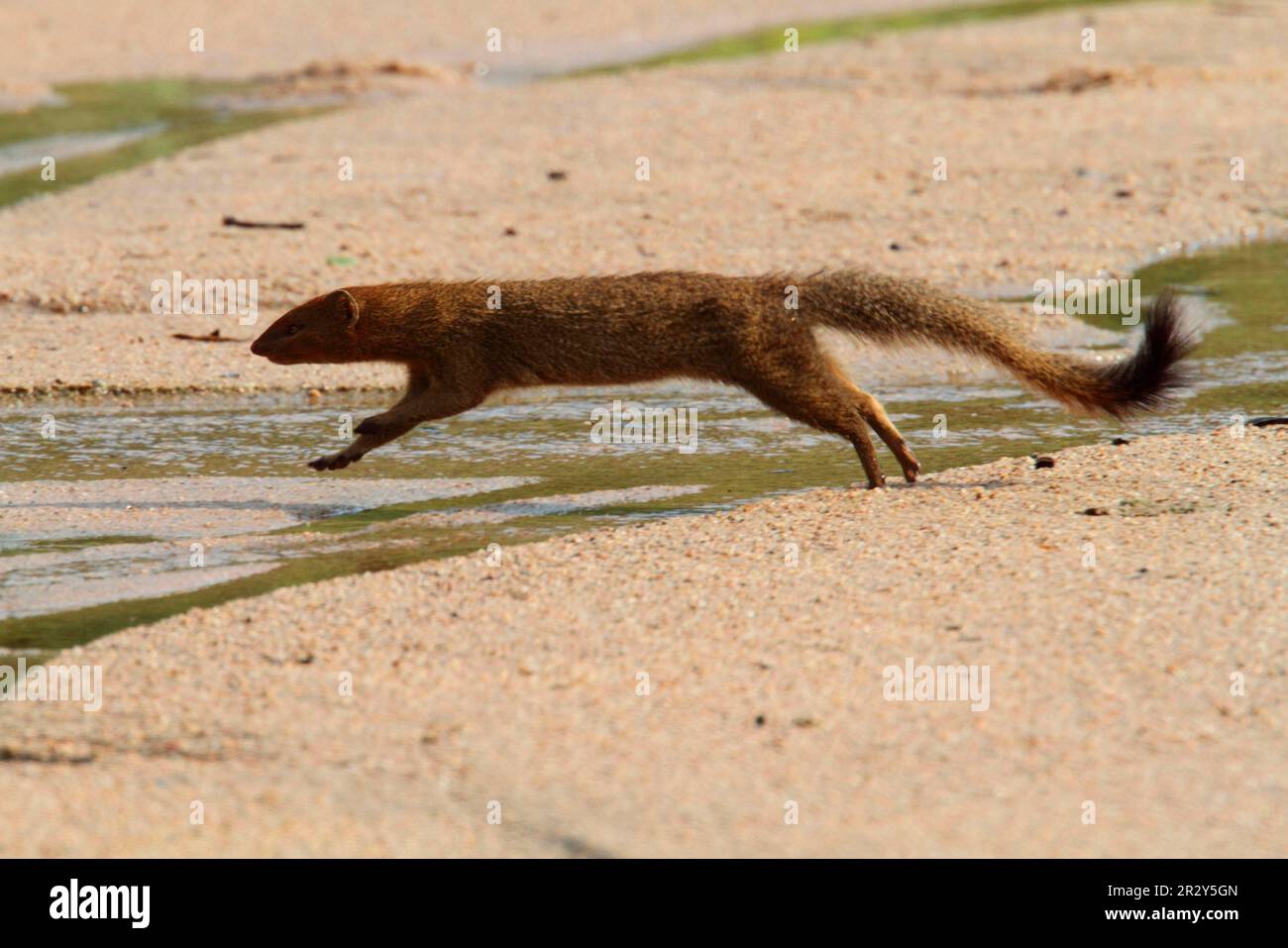 Slender Mongoose Galerella sanguinea adult running and jumping