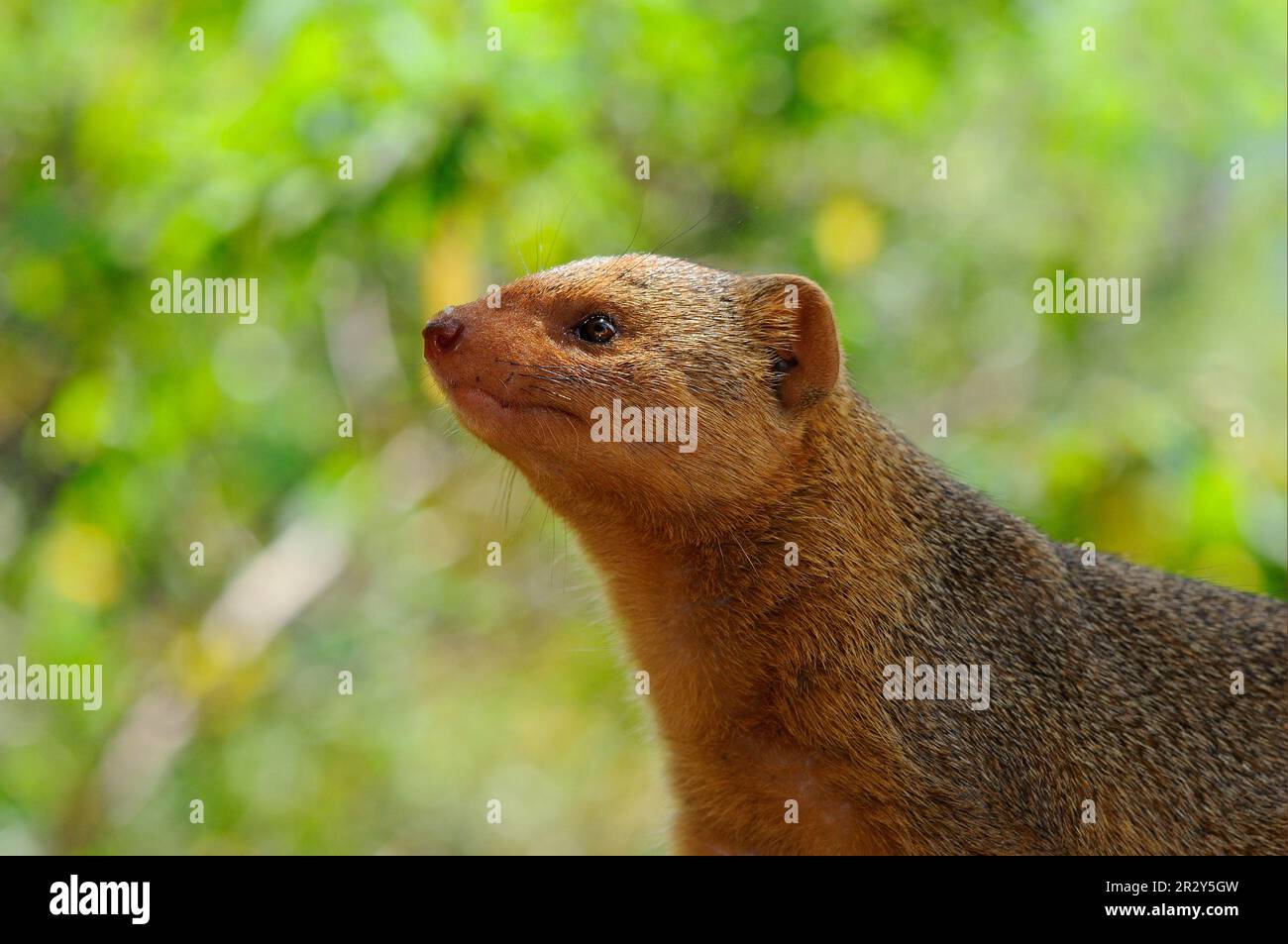 Southern Dwarf Mongoose, dwarf mongooses (Helogale parvula), Dwarf