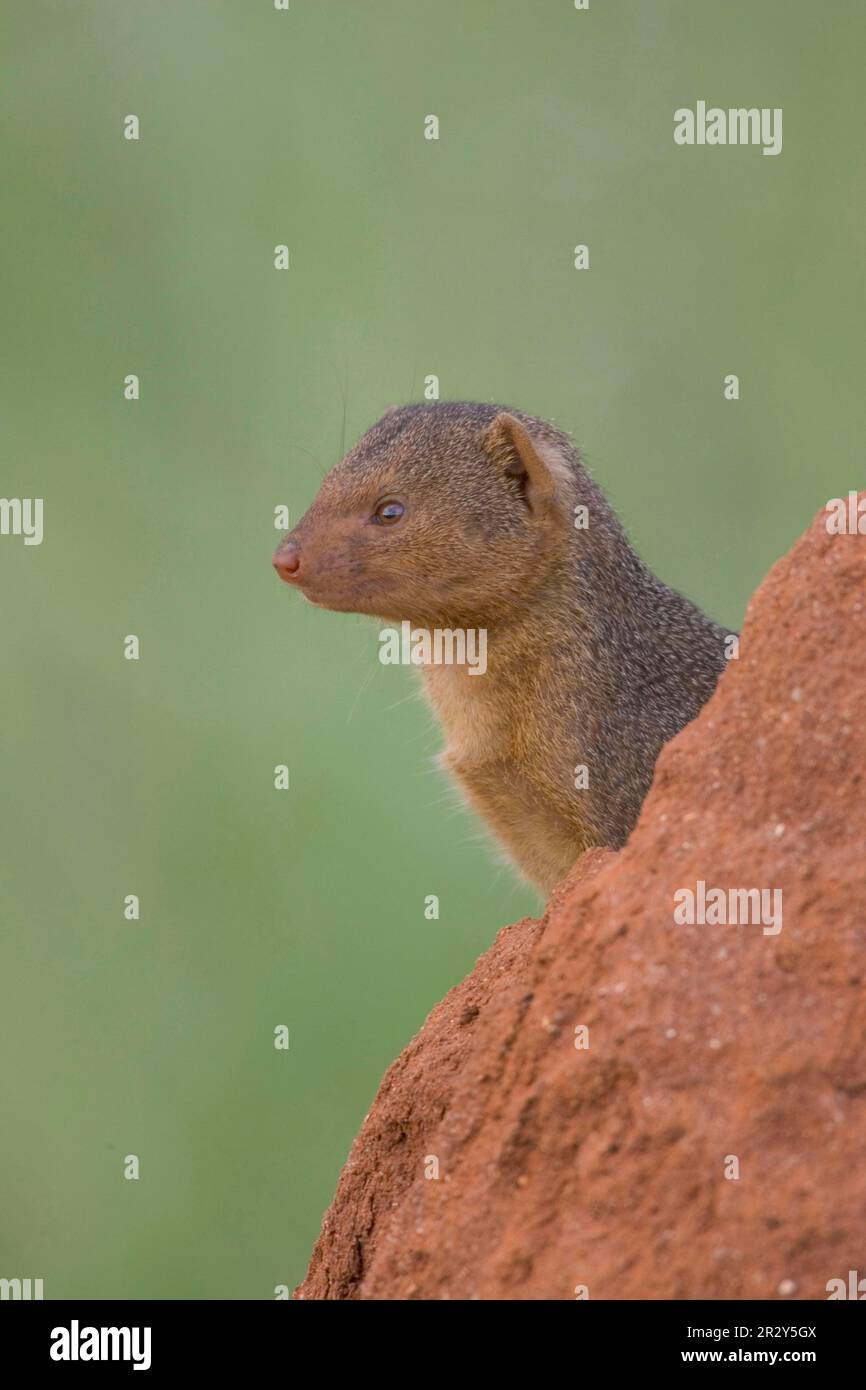 Dwarf gichneumon, Dwarf mongoose, Dwarf mongoose, Predators, Mammals
