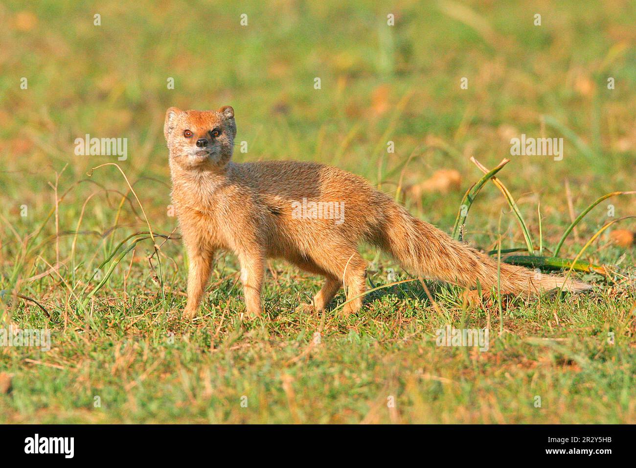 Fox mongoose, yellow mongooses (Cynictis penicillata), Predators