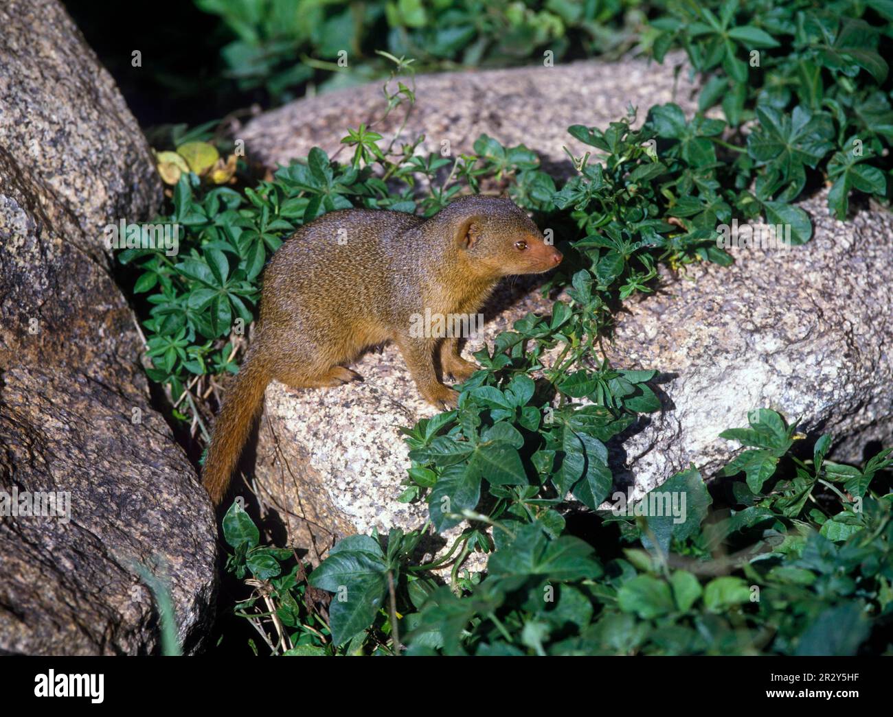 Dwarf gichneumon, Dwarf mongoose, Dwarf mongoose, Predators, Mammals
