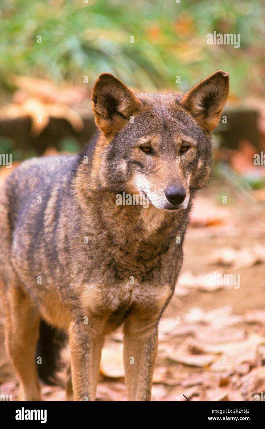 Red wolf, red wolves, wolf, wolves, dog-like, predators, mammals, animals, RedWolf (Canis rufus) Standing, facing front Stock Photo
