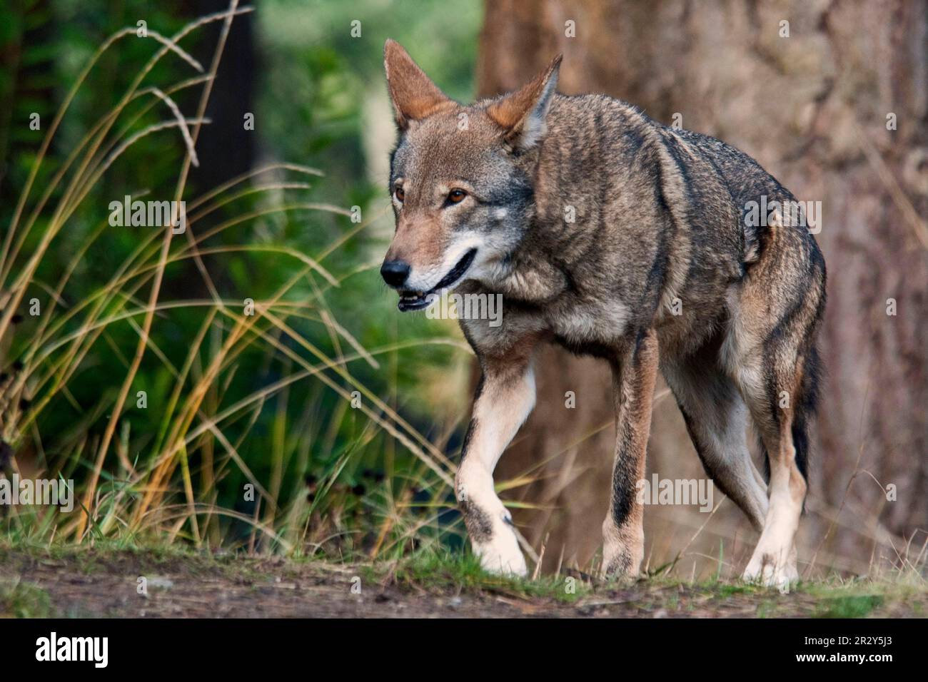 Red wolf, red wolves, wolf, wolves, dog-like, predators, mammals, animals, Red Wolf (Canis rufus) adult, walking (captive) Stock Photo