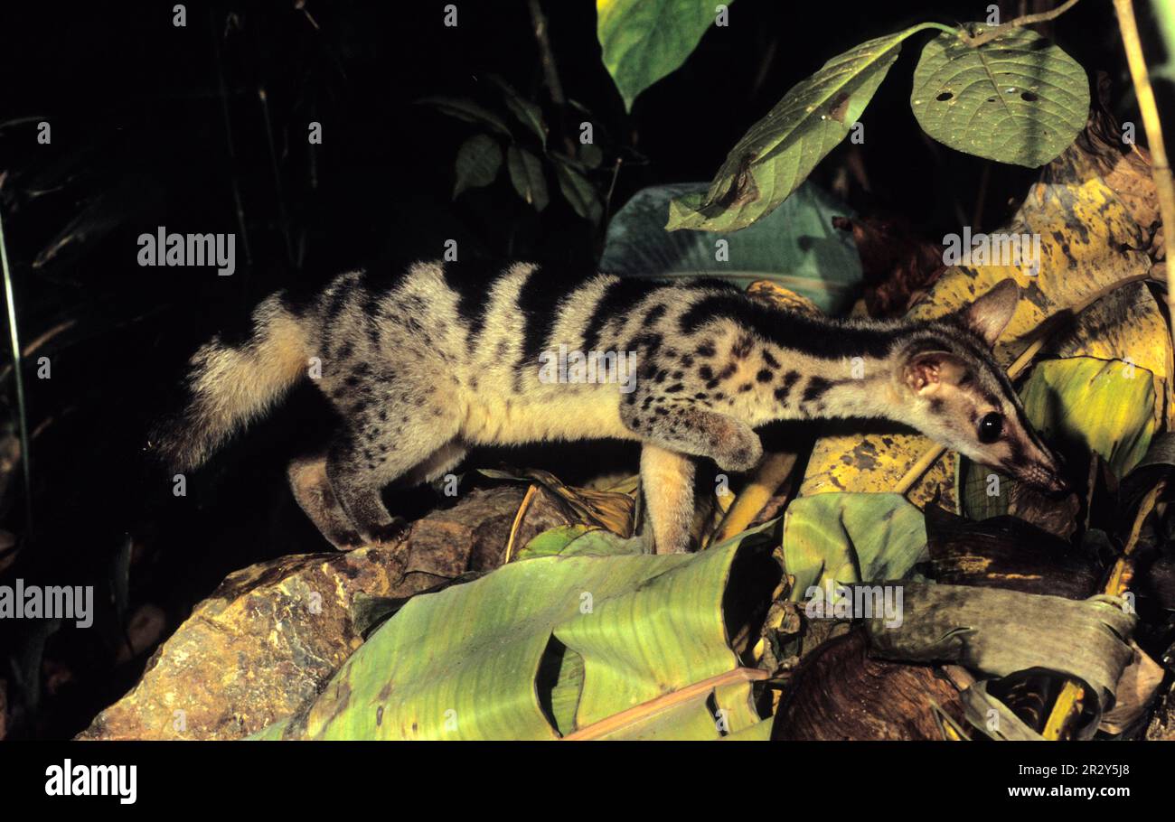 Owston's Palm Civet (Chrotogale owstoni) Captive at Conservation Program, Cuc Phuong N. P. Vietnam Stock Photo