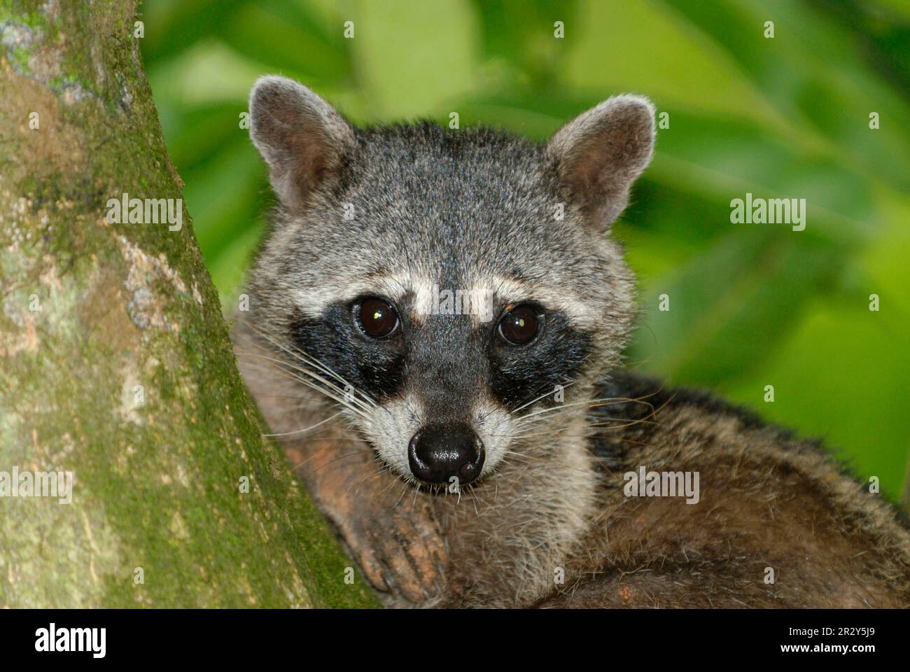 Crab-eating Raccoon (Procyon cancrivorus) adult, close-up of head, resting on tree branch in rainforest, Manuel Antonio N. P. Puntarenas Province Stock Photo