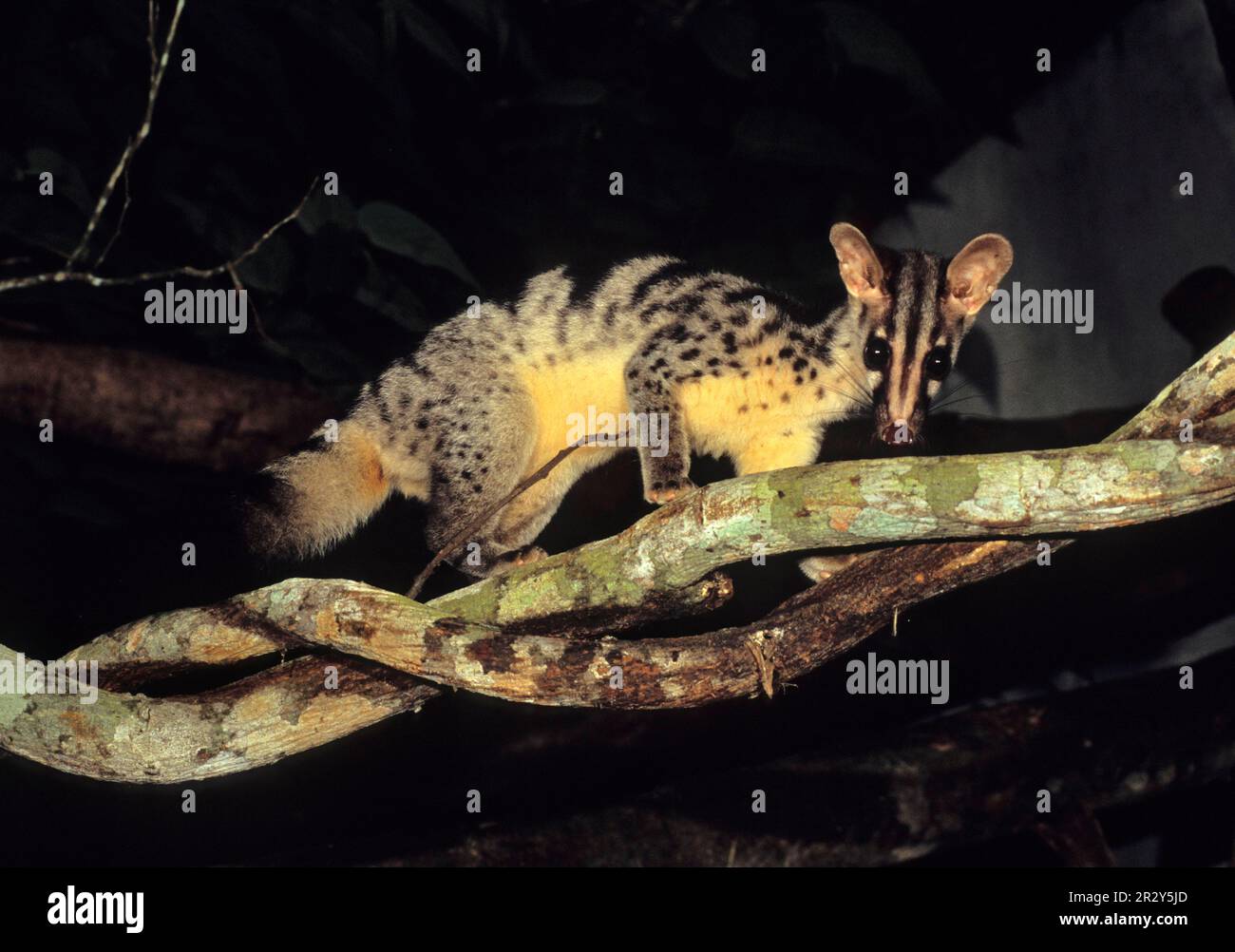 Owston's Palm Civet (Chrotogale owstoni) Captive at Conservation Program, Cuc Phuong N. P. Vietnam Stock Photo