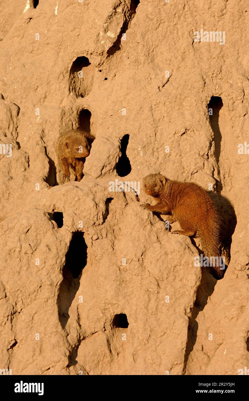 Southern Dwarf Mongoose, dwarf mongooses (Helogale parvula), dwarf