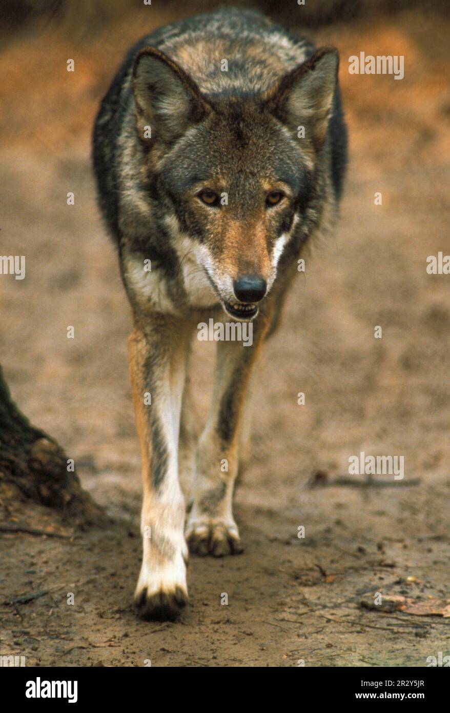 Red wolf, red wolves, wolf, wolves, dog-like, predators, mammals, animals, Red Wolf (Canis rufus) Close-up, head-on view (S) Stock Photo