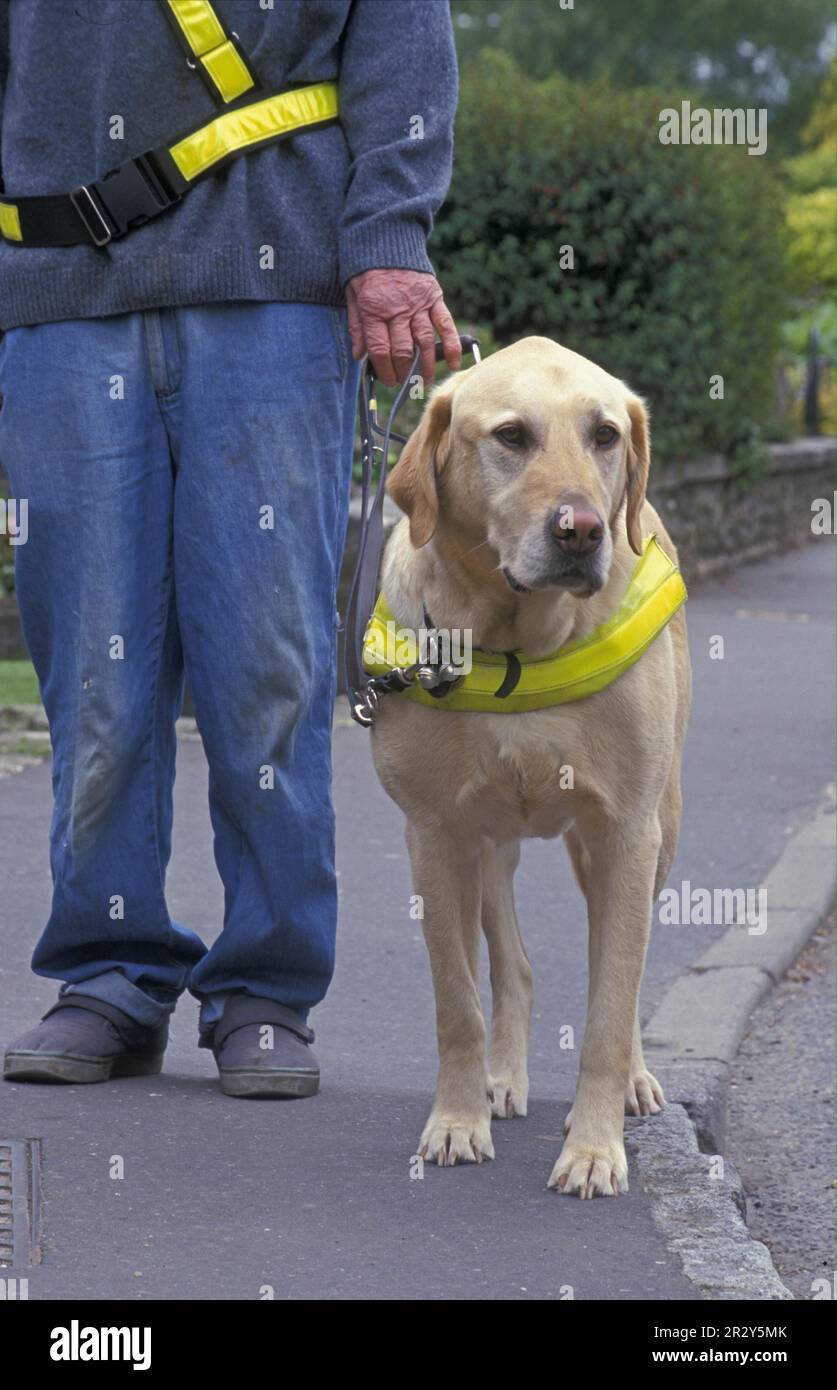 Labrador Retriever, Guide Dog, Guide Dog, Guide Harness Stock Photo Alamy