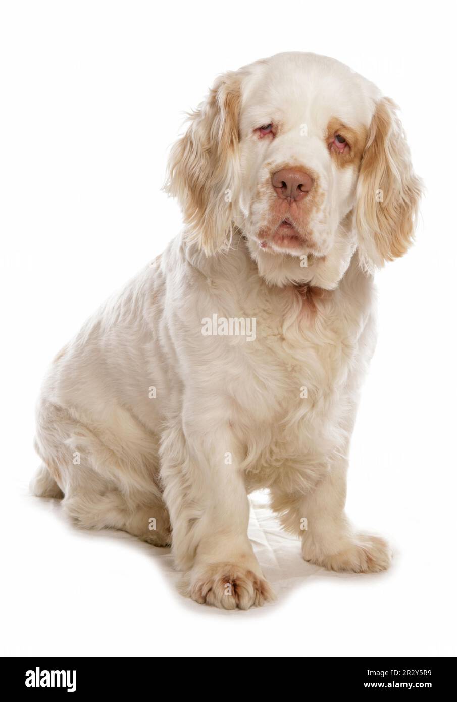 Domestic Dog, Clumber Spaniel, adult male, sitting Stock Photo