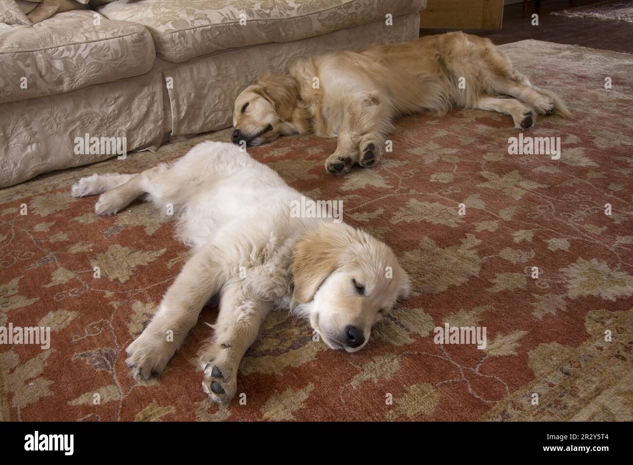 Domestic Dog, Golden Retriever, adult and puppy, sleeping, laying on rug in lounge, England, United Kingdom Stock Photo