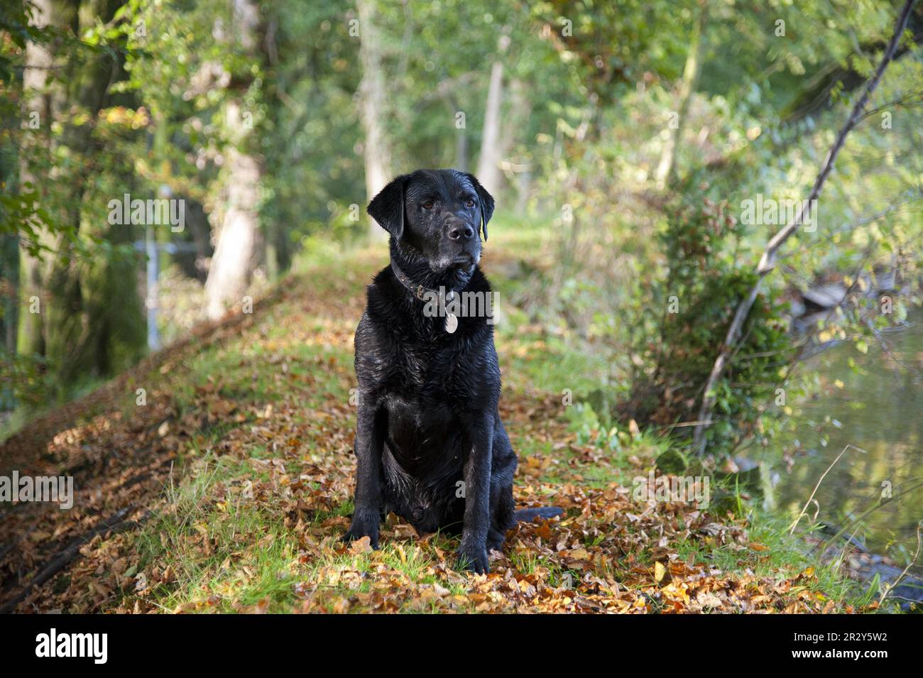 Domestic dog, Black Labrador Retriever, Drakeshead type, adult male, sitting near Mill Pond, Chipping, Lancashire, England, United Kingdom Stock Photo