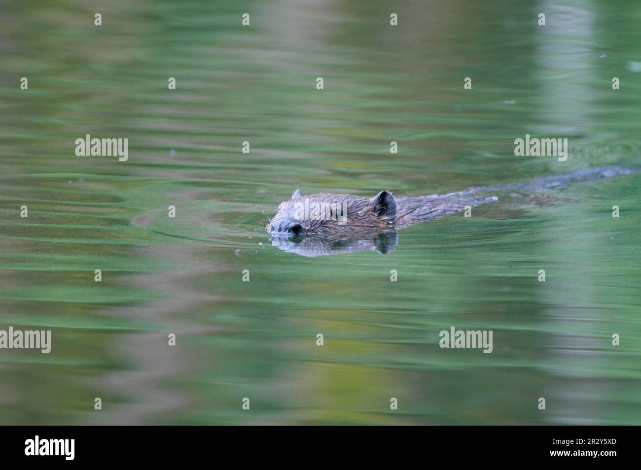 European beaver (Castor fiber), European beaver, beavers, rodents