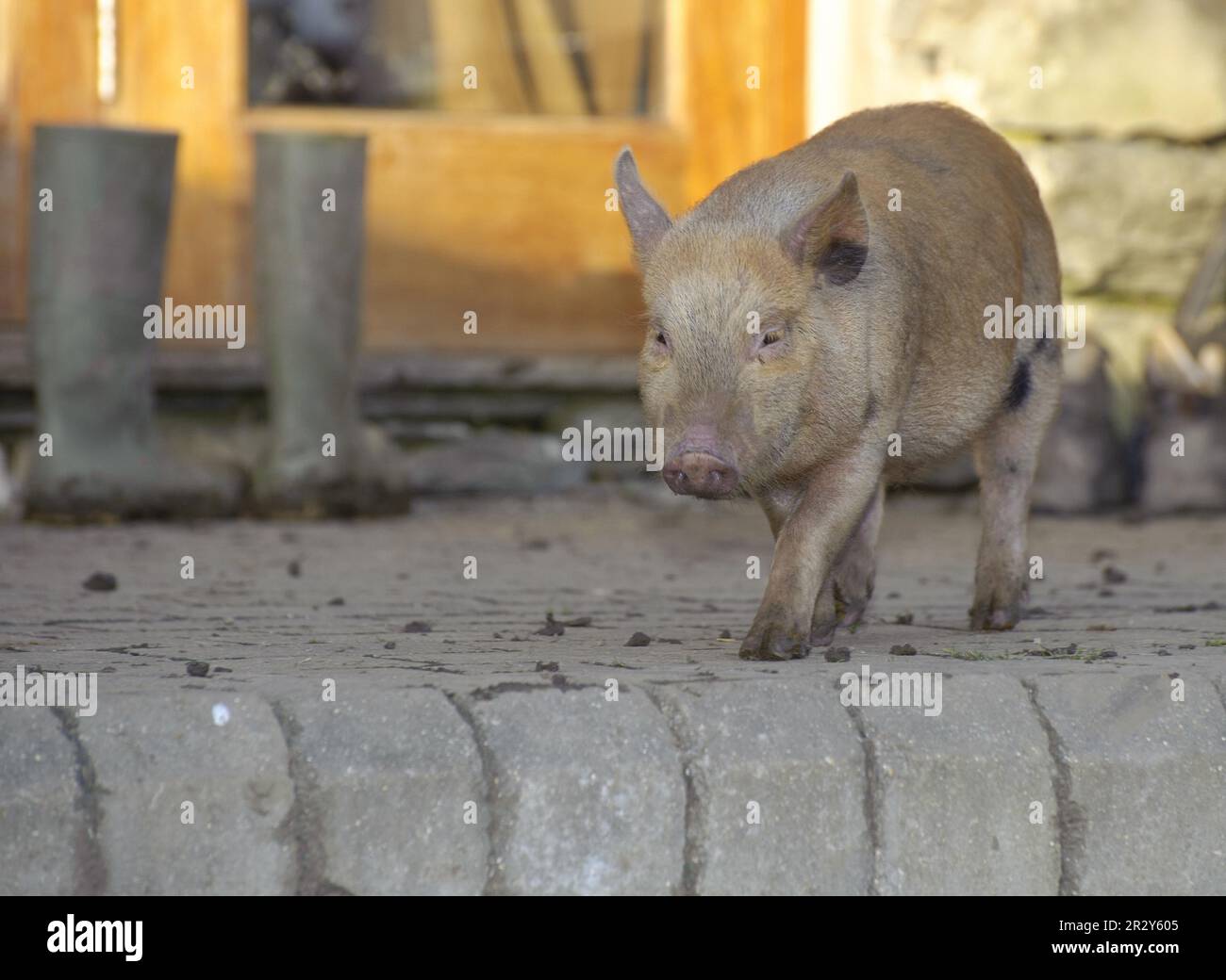 Animal transport cage hires stock photography and images Alamy