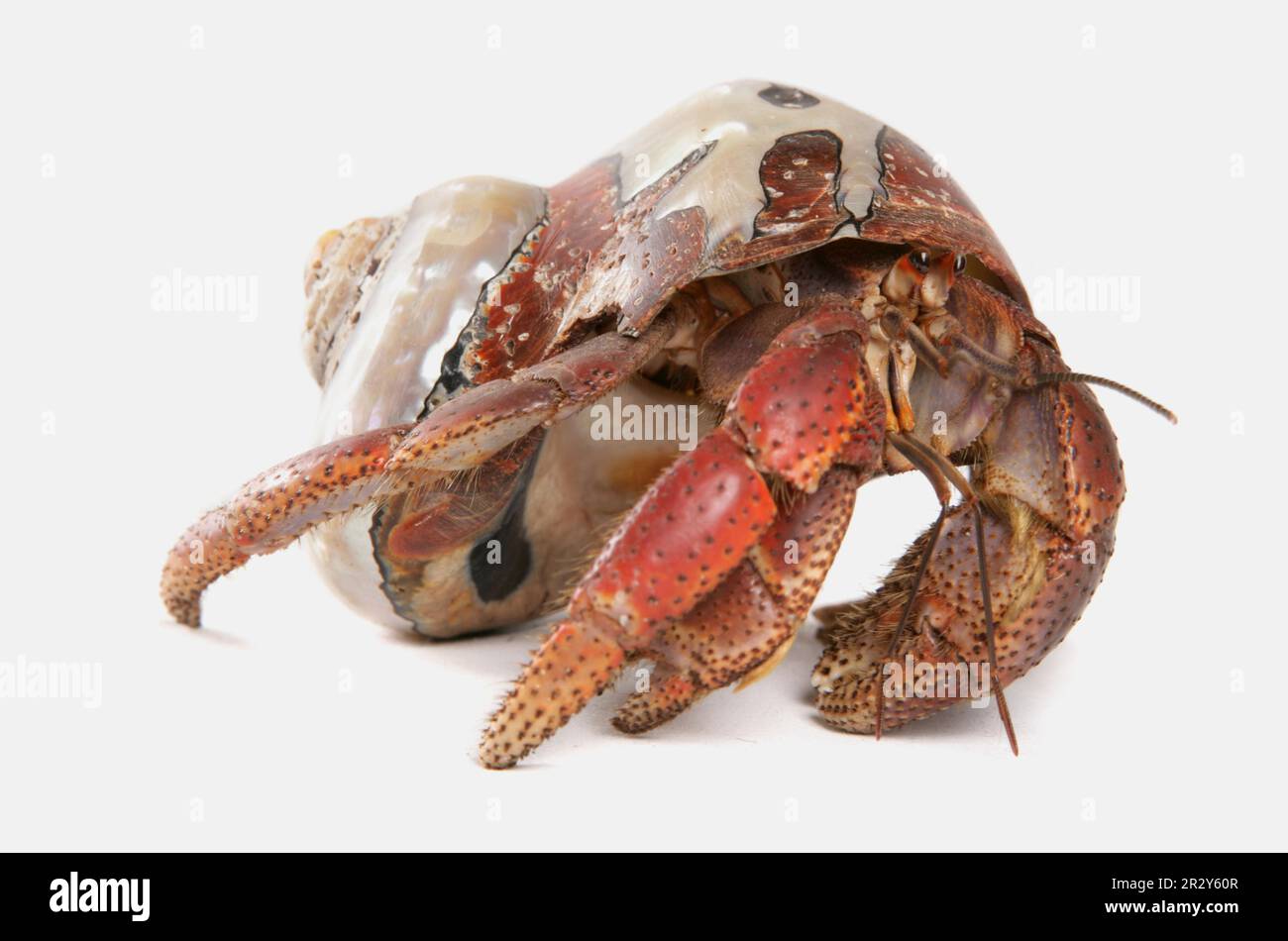 Caribbean hermit crab (Coenobita clypeatus) adult Stock Photo