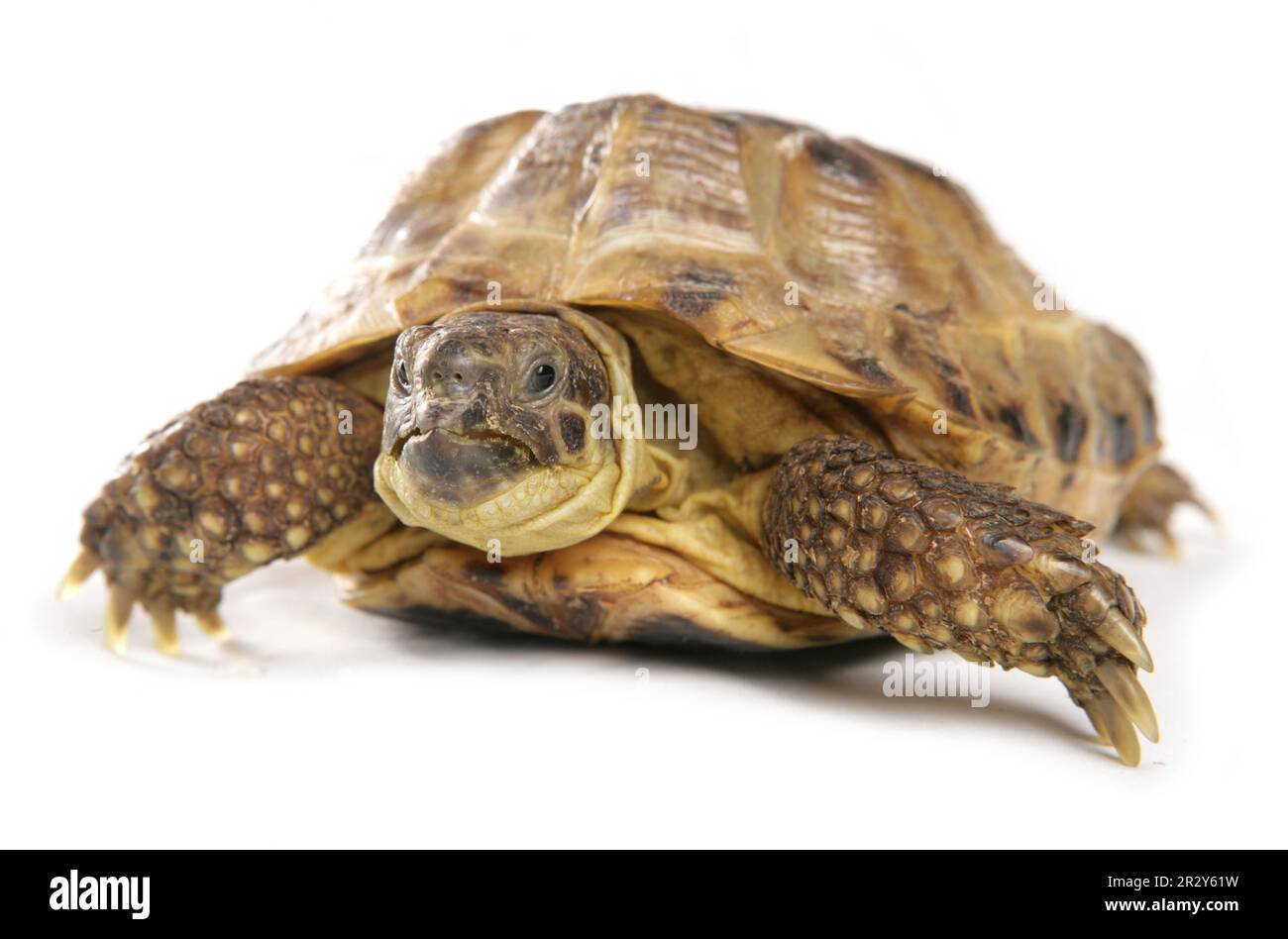 Russian tortoise (Testudo horsfieldii) adult Stock Photo